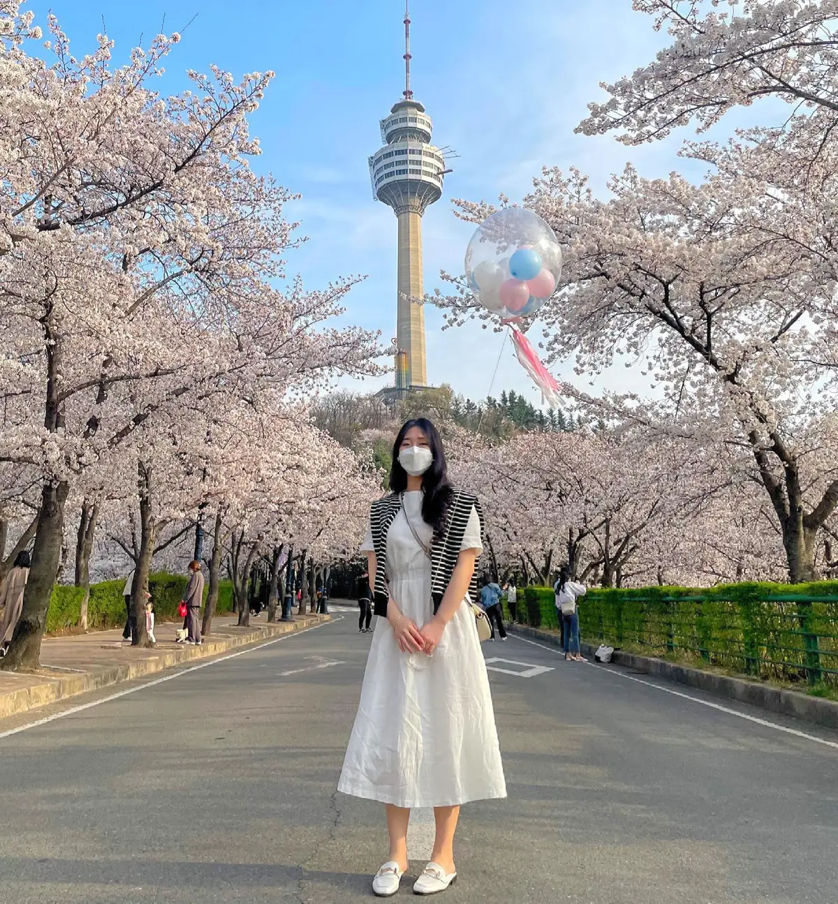 벚꽃으로 가득한 대구의 봄💕 대구 벚꽃 명소 | 세시간전